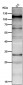 Anti-HIF-1 alpha Rabbit Monoclonal Antibody